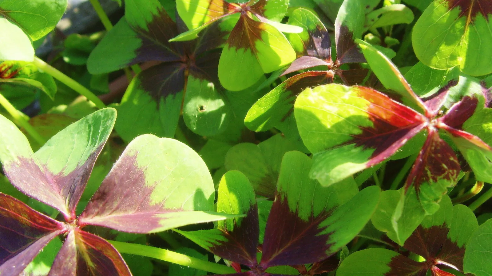 481300 original R K B by M Großmann pixelio de